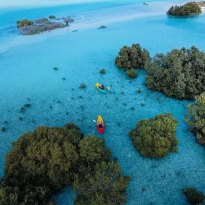 Mangrove Kayaking