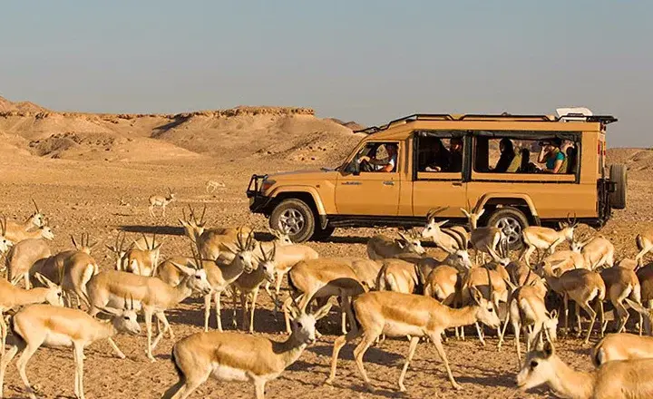 جزیره صیر بنی یاس، بهترین مکان رانندگی در دبی​