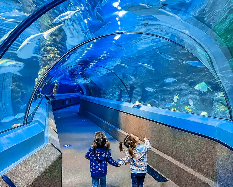 Dive into Wonder: Exploring Dubai Aquarium & Underwater Zoo