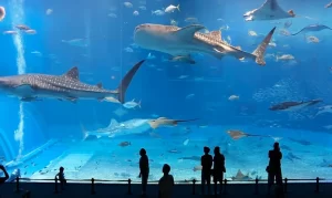 Exploring Dubai Aquarium & Underwater Zoo