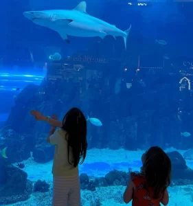 Exploring Dubai Aquarium & Underwater Zoo