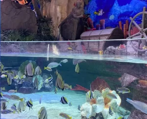 Exploring Dubai Aquarium & Underwater Zoo