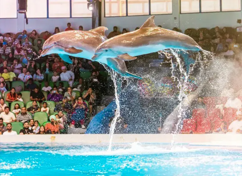 Marine Activities at Dubai Dolphinarium