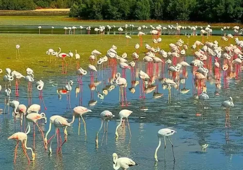 Ras Al Khor Wildlife Sanctuary Dubai