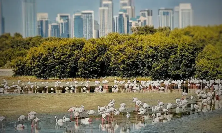 راس الخور دبی، منظره طبیعی برای عکاسی در دبی